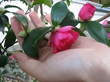 Hapticaの作品から